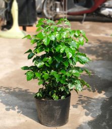 hạnh-phúc-nhỏ