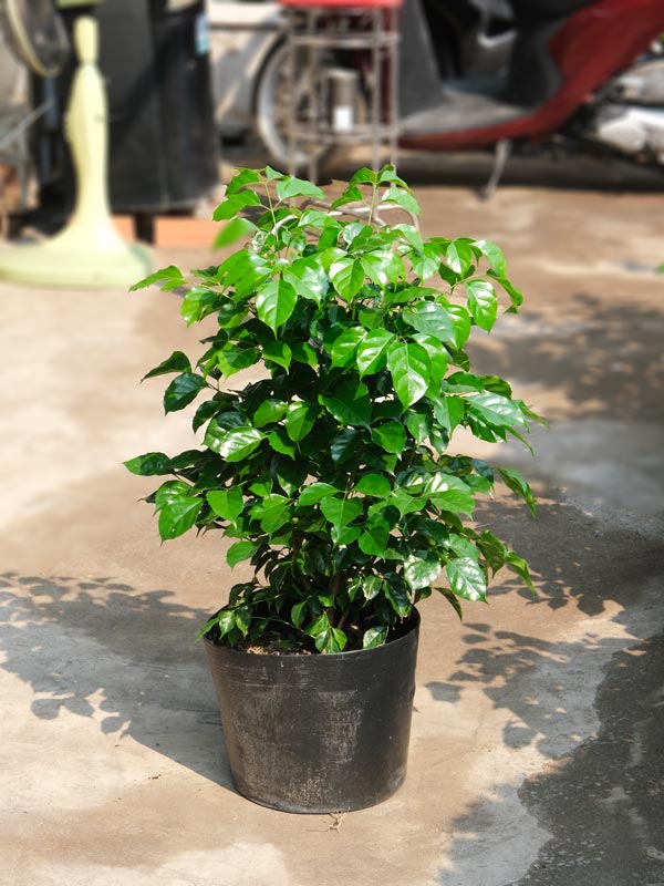 Cây Hạnh Phúc 60