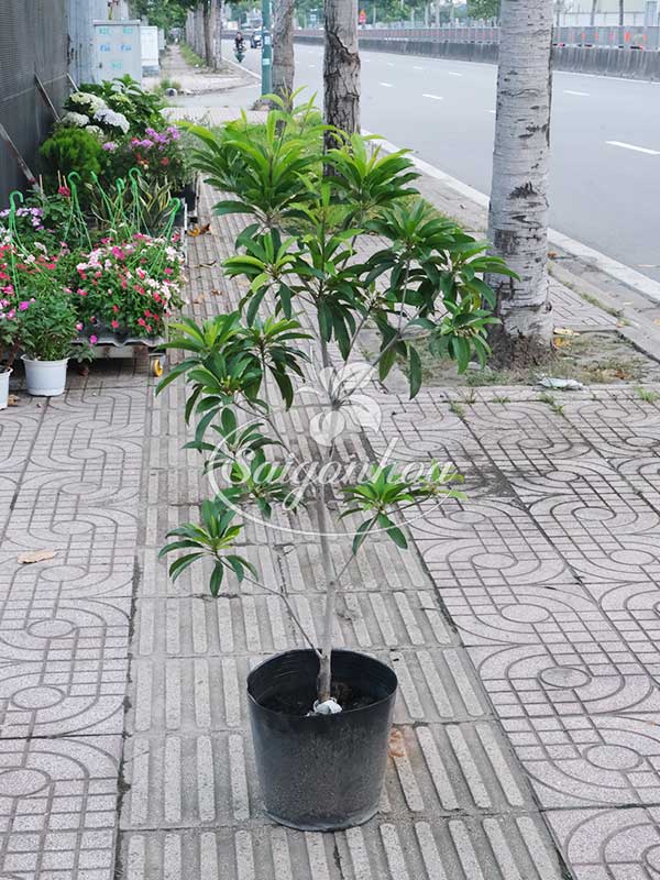hong-xiem-mexico-3