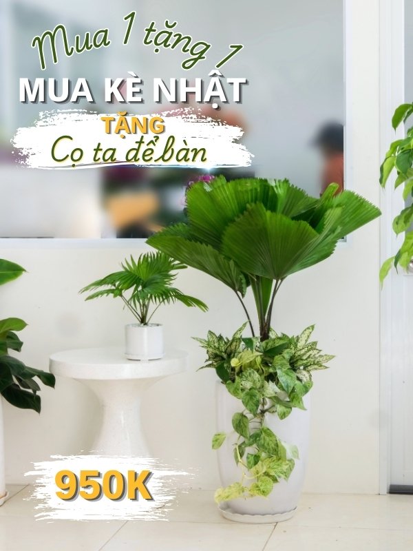 kè nhật & cọ ta
