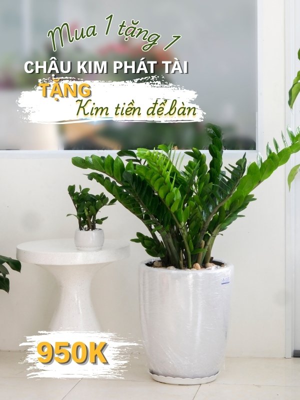 kim tiền & kim tiền