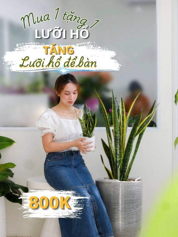 lưỡi hổ & lưỡi hổ
