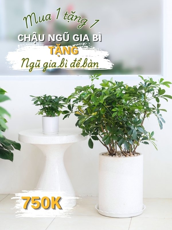 ngũ gia bì & ngũ gia bì