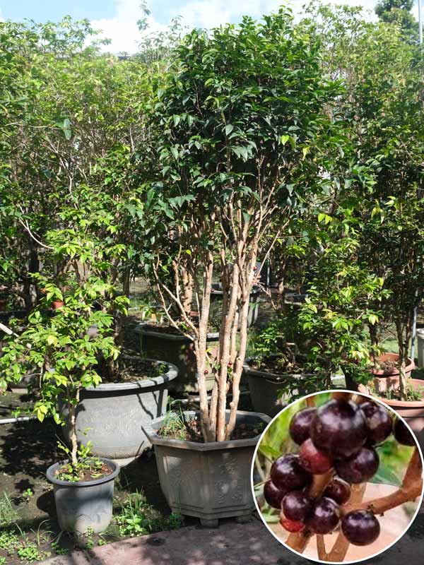 Cây Nho Thân Gỗ 12 Vụ