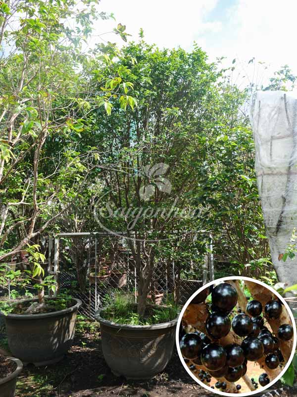 Cây Nho Thân Gỗ