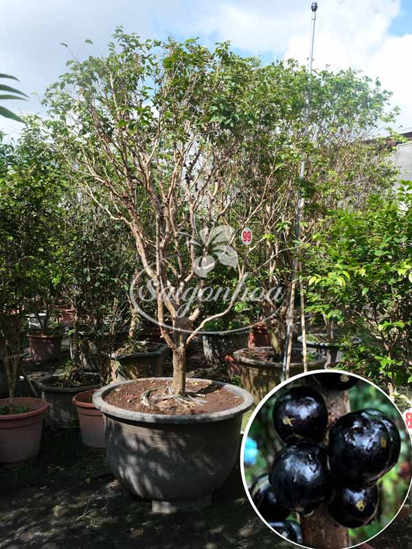 Cây Nho Thân Gỗ Tứ Quý