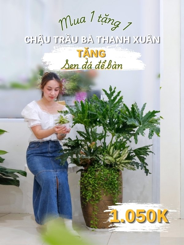thanh xuân & sen đá