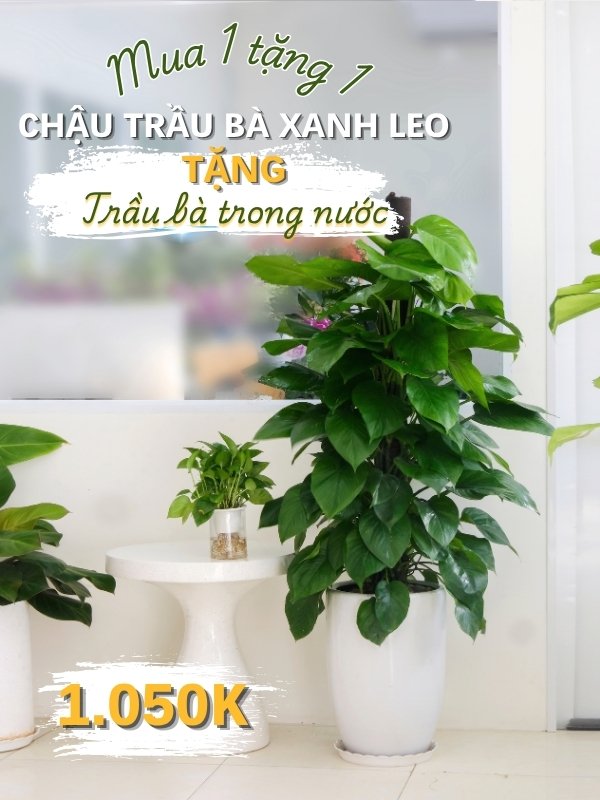 trầu bà xanh leo & trầu bà thủy canh