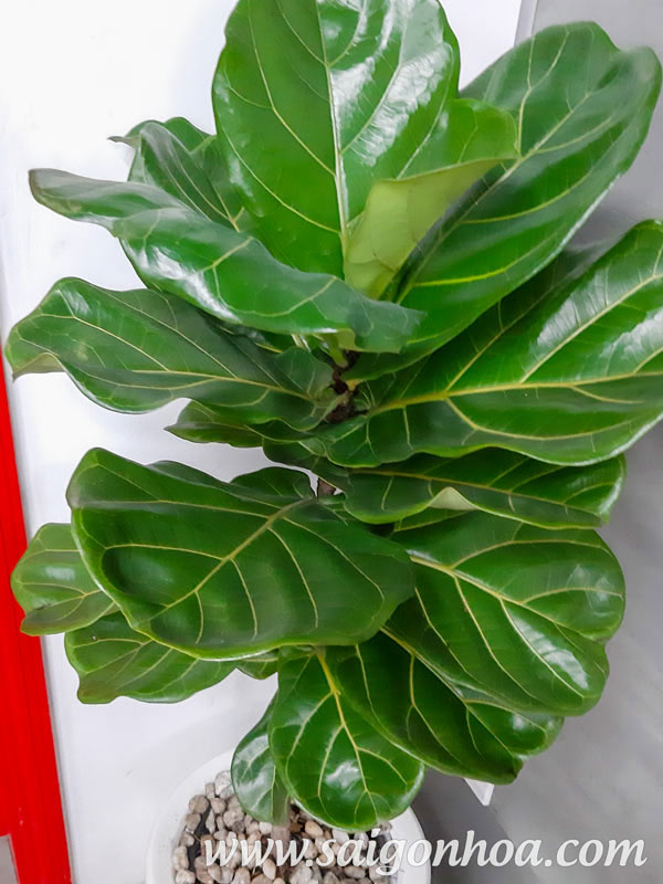 cây lá lớn