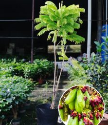 Cây Khế Tàu