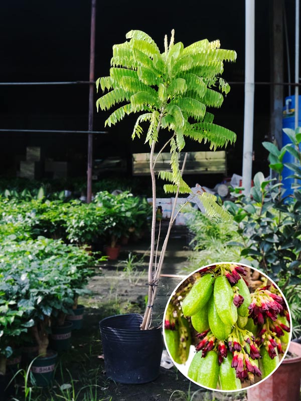 Cây Khế Tàu