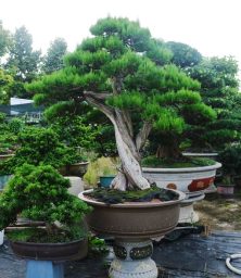 Trắc Bách Diệp Trực Xoắn