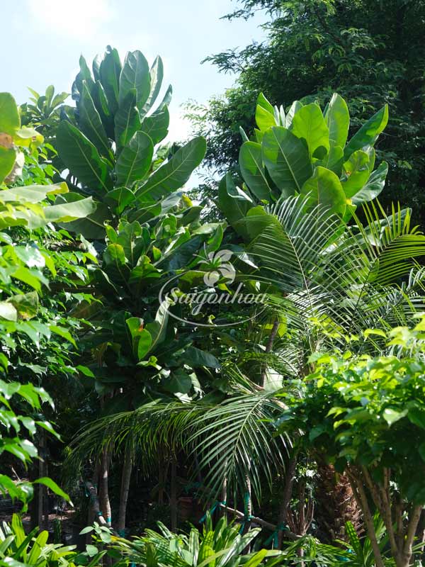 cay-bang-vuong-2