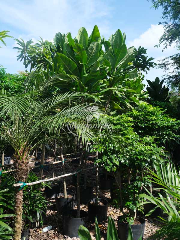 cay-bang-vuong-5
