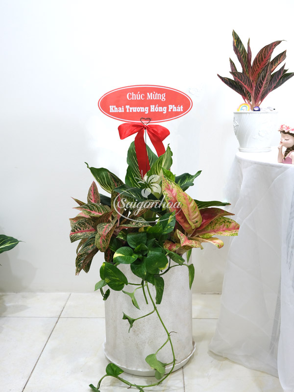 cay-bao-thanh-thien-3