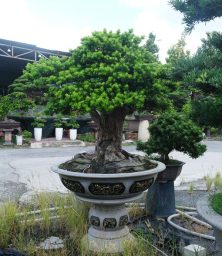 cay-bon-sai-so-21
