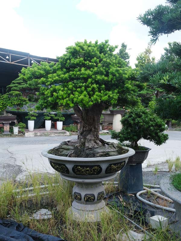 cay-bon-sai-so-21