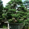 cay-bon-sai-so-26