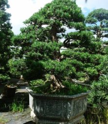 cay-bon-sai-so-26