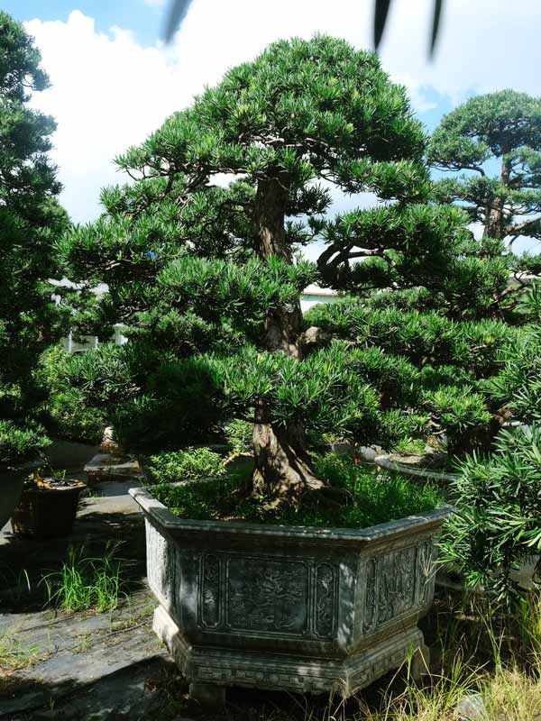 cay-bon-sai-so-26