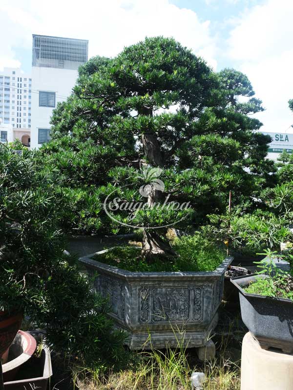 cay-bonsai-26