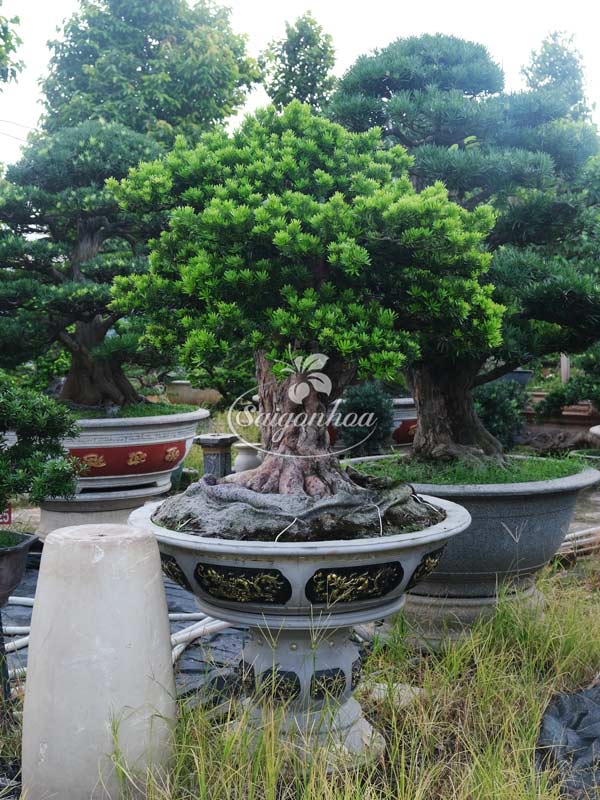 cay-bonsai-so-21