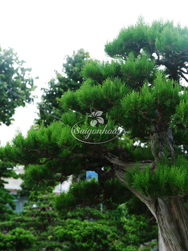 cay-bonsai-so-22