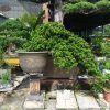 cay-bonsai-so-27