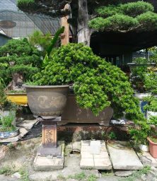 cay-bonsai-so-27