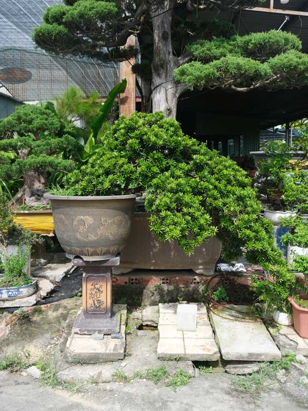 cay-bonsai-so-27