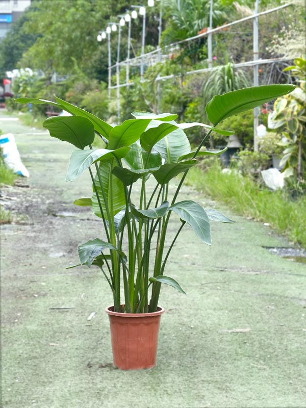 cay-chuoi-thien-dieu-trang