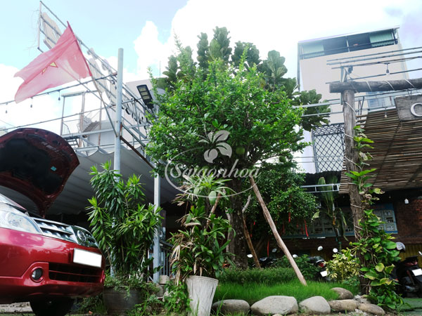 cay-dao-tien-dang-ban-tra-5