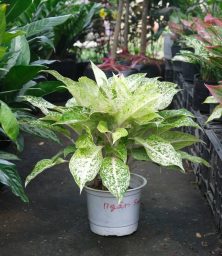 cay-ngan-sao