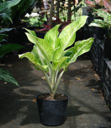 cay-ngoc-nga