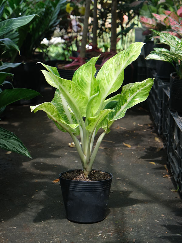 Cây Ngọc Ngà 40cm