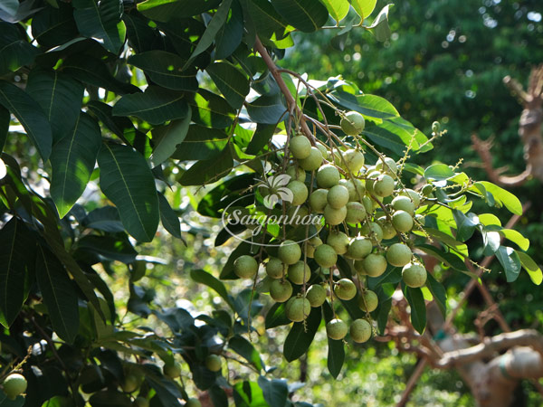 cay-nhan-san-vuon-biet-thu-1