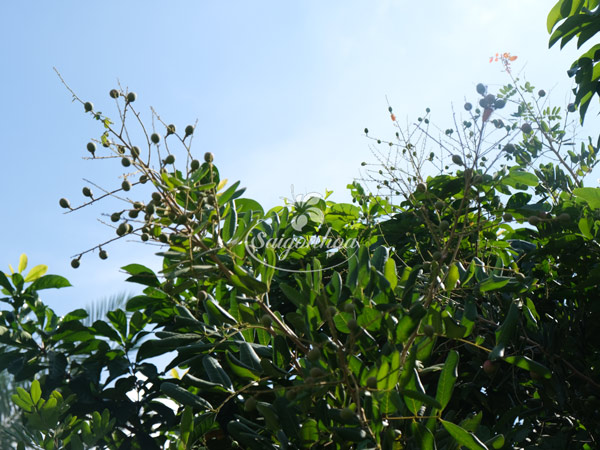 cay-nhan-san-vuon-biet-thu-6