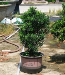 Vạn Niên Tùng 80cm