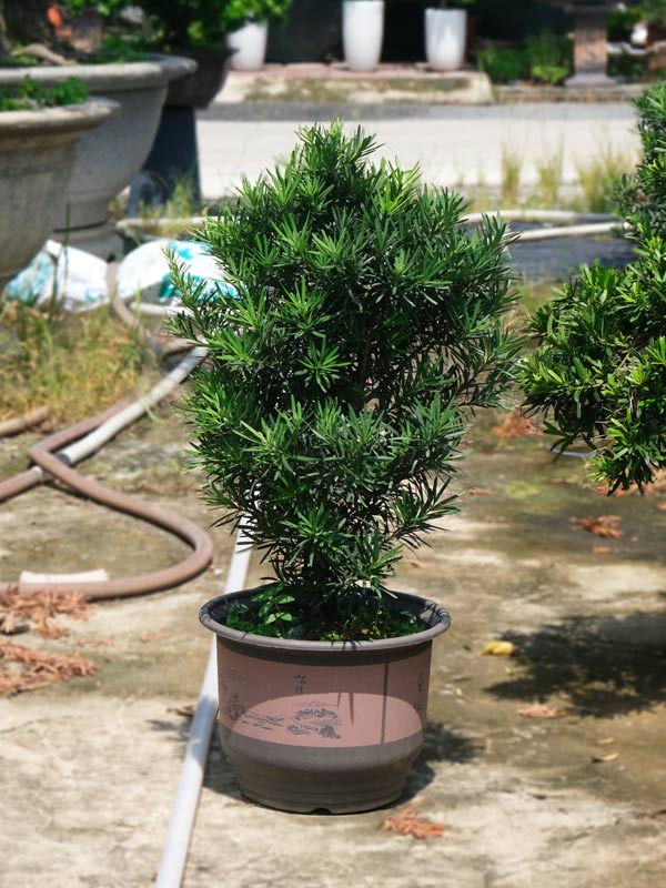 Vạn Niên Tùng 80cm