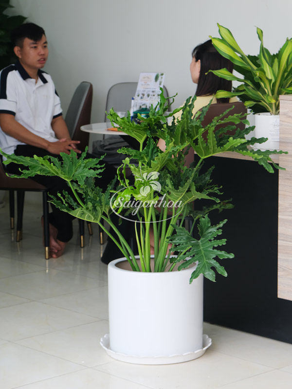 chau-su-tru-tron-long-1-trung-phong-khach