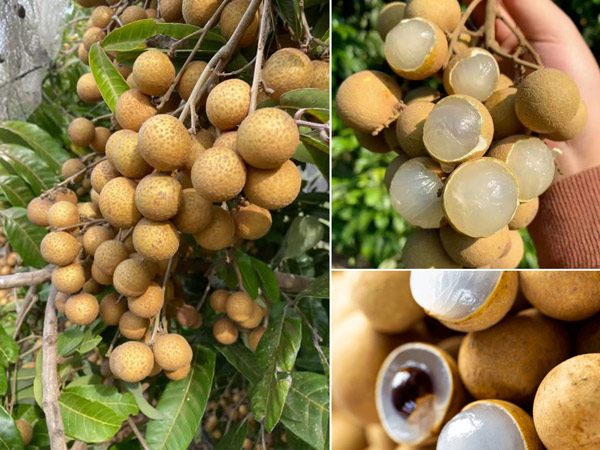 cong-dung-của-nhan