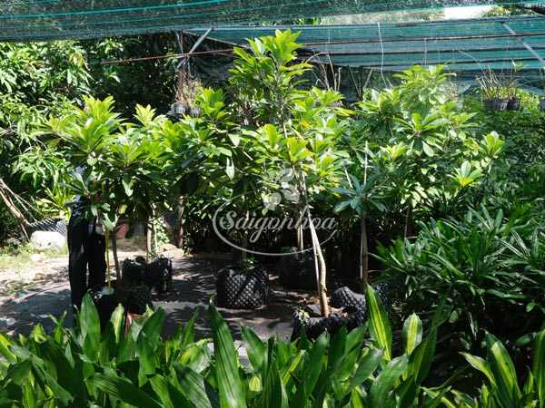 hong-xiem-khong-lo-ghep 1