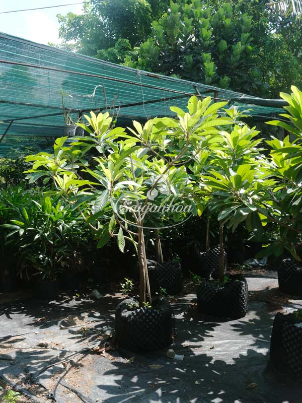 hong-xiem-khong-lo-ghep-2