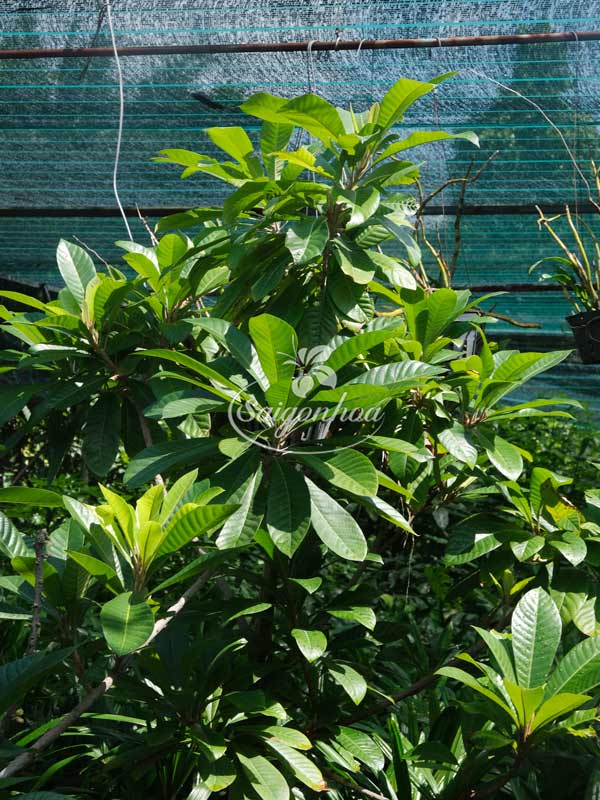 hong-xiem-khong-lo-ghep-3