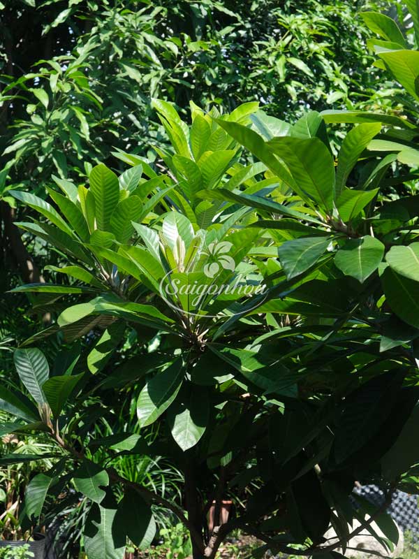 hong-xiem-khong-lo-ghep-4