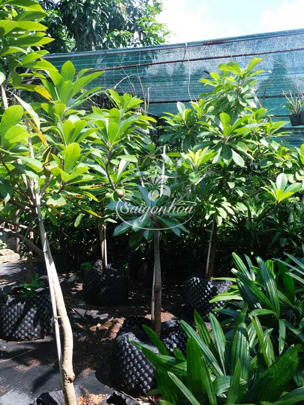 hong-xiem-khong-lo-ghep-5