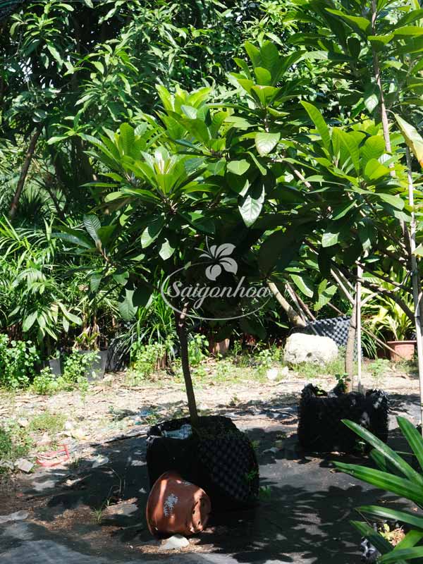 hong-xiem-khong-lo-ghep-66