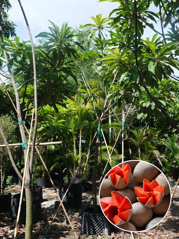 hong-xiem-khong-lo