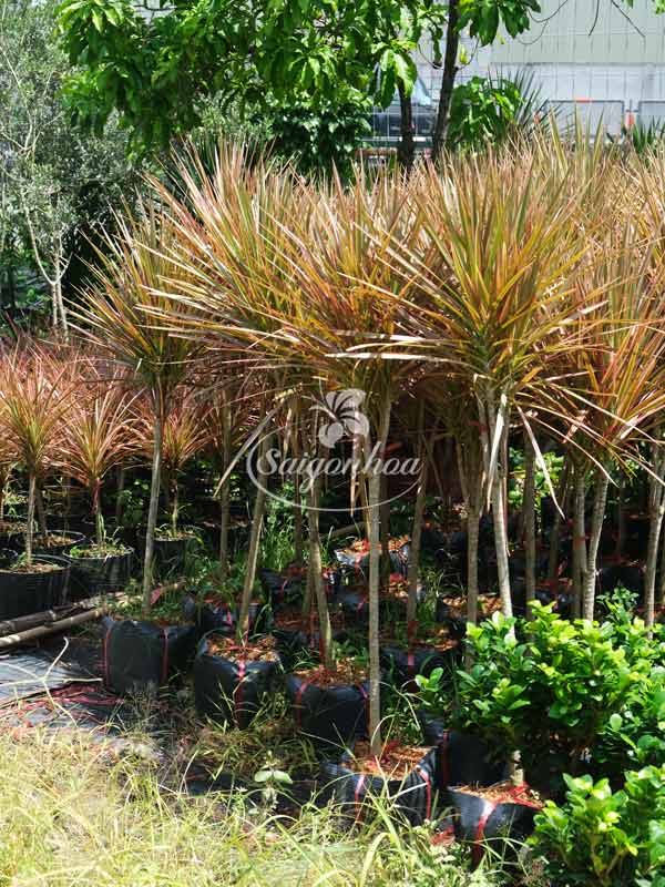 huyet-du-kiem-1