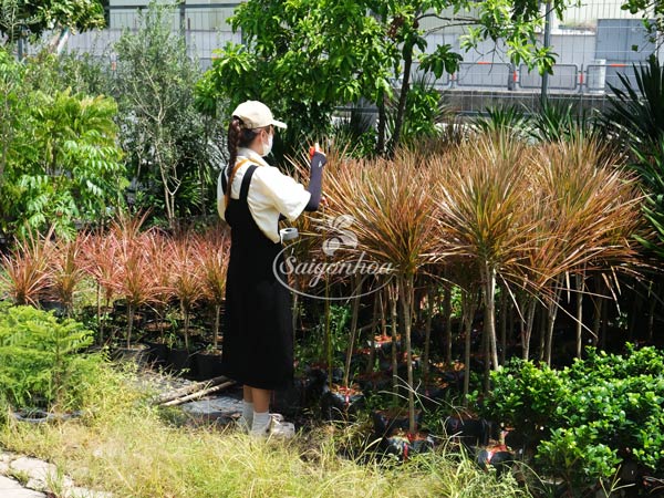 huyet-du-kiem-6